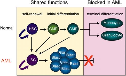 Figure 1. Important stem-cell functions are shared by HSCs and LSCs. Both normal HSCs and neoplastic LSCs have the ability to self-renew and initially differentiate into less pluripotent daughter cells. However, HSCs produce short-lived progenitors, such as common myeloid progenitors (CMPs) and granulocyte monocyte progenitors (GMPs), which terminally differentiate into mature monocytes and granulocytes. In contrast, LSCs give rise to leukemic blasts, which harbor a block in their terminal differentiation. Recent experiments using murine transplantation models suggest that both HSCs and committed myeloid progenitors can transform into an LSC.5-7