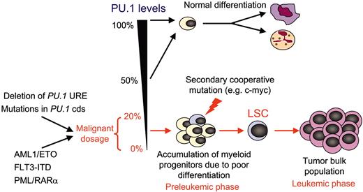 Figure 2. Model of LSC development by a malignant transcription-factor threshold illustrated on the PU.1 gene. A range of PU.1 expression between normal (100%) and haploinsufficient (50%) levels supports normal HSC differentiation into myeloid progenitors and subsequent mature granulocytes and macrophages. Graded reduction of PU.1 activity below 20% of normal meets a critical threshold level leading to poor differentiation and subsequent accumulation of an abnormal progenitor pool which is reminiscent of a preleukemic phase. Additional secondary mutations, such as c-myc overexpression because of genomic instability, complete the transformation of those cells into LSCs, which give rise to a bulk of AML blasts (leukemic phase). PU.1 function has been shown to be repressed by a number of different mechanisms in human or murine leukemia, which include down-regulation by oncogenic products as well as mutations in the PU.1 coding sequence (CDS) and deletion of the URE.