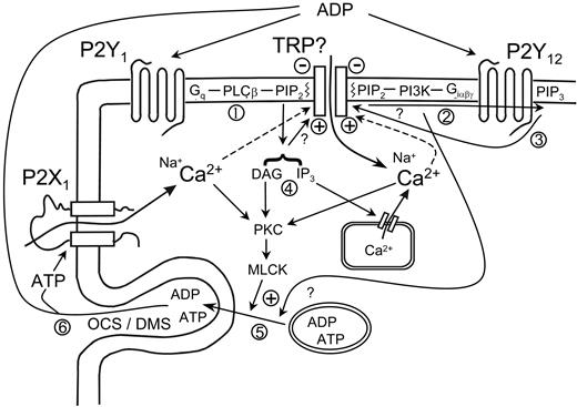 Figure 7. Proposed mechanisms for P2-receptor–dependent activation of nonselective cation channels in the megakaryocyte and platelet. ADP activates an Na+- and Ca2+-permeable cation channel, likely to be a member of the TRP family of ion channels, by combined stimulation of P2Y1 and P2Y12 receptors. (1) P2Y1 activation of PLCβ hydrolyzes PIP2, resulting in the removal of an inhibitory action on the cation channel. (2) Simultaneously, P2Y12 activates PI3-kinase by its Gβγ subunits, resulting in the phosphorylation of PIP2 to PIP3, further decreasing the inhibition by PIP2. (3) PIP3 may be an activator of this or another cation channel.60 (4) Both diacylglycerol (DAG) and IP3 (or an IP3 metabolite) have been reported to activate cation channels in the platelet/MK.26,28,29,48 IP3 results in the release of stored Ca2+, which further modulates the cation channel.26 (5) P2Y12 receptors, through PI3-kinase, stimulate dense granule release into the open canalicular system in the platelet/demarcation membrane system in the MK (OCS/DMS); P2Y1-dependent protein kinase C (PKC) stimulation is also likely to potentiate this secretion. (6) Released ATP can repetitively activate P2X1 receptors and further modulate the P2Y current through Ca2+ influx. MLCK indicates myosin light-chain kinase.