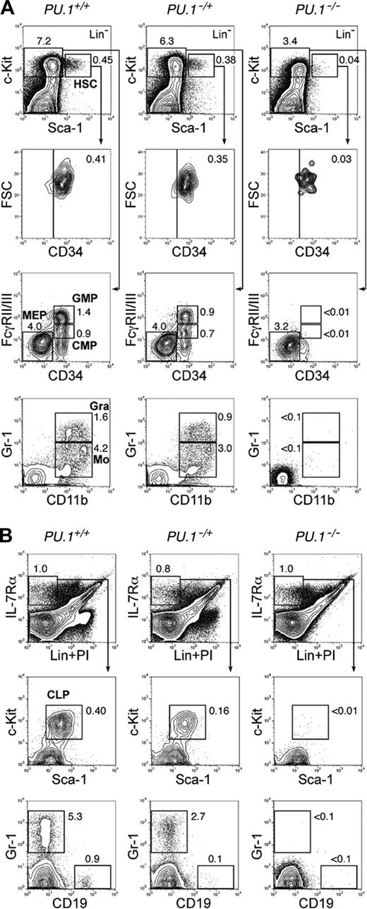 Figure 1. PU.1 knock-out fetal liver HSCs are arrested at the transition to the common myeloid and lymphoid progenitor stages. Multicolor FACS analysis was performed in E14.5 fetal livers from PU.1+/+, PU.1–/+, and PU.1–/– embryos. (A) The top panels demonstrate the Sca-1/c-Kit profile of Lin– cells. PU.1–/– fetal liver has a decreased number of Lin–Sca-1+c-Kit+CD34+ HSCs. PU.1–/– fetal liver lacks CMPs and GMPs as well as their progeny, mature monocytic (CD11b+/Gr-1lo) and granulocytic (CD11b+/Gr-1hi) populations. (B) PU.1+/+, PU.1–/+, and PU.1–/– fetal livers have almost equal numbers of Lin–IL-7Rα+ cells. PU.1–/– fetal liver lacks Lin–IL-7Rα+Sca-1loc-Kitlo CLPs and CD19+ early B cells. In both analyses, PU.1–/+ fetal liver has intermediate numbers of myeloid and lymphoid progenitors. Numbers in each panel represent percentages of the gated population in whole fetal liver cells. FSC indicates forward scatter; Gra, granulocytes; Mo, monocytes; and Lin, lineage.