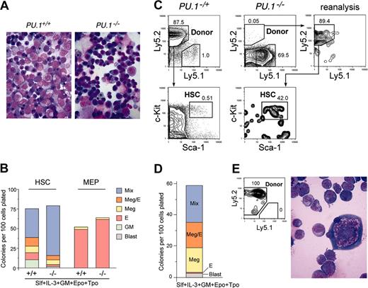 Figure 2. Stem and progenitor activity of PU.1–/– fetal liver cells. (A) Morphology of E14.5 fetal liver cells of PU.1+/+ and PU.1–/– embryos (May-Giemsa staining, 600×). (B) The numbers of specific types of colonies derived from purified HSCs (left columns) and MEPs (right columns) from PU.1+/+ and PU.1–/– fetal livers. Note that in PU.1–/– cultures, there were no mature granulocytic and monocytic components that were replaced by immature myeloblastic cells. (C) Analysis of reconstitution activity of PU.1–/– fetal liver HSCs. Twelve weeks after injection of high doses (1000 cells) of PU.1–/– HSCs (Ly5.2+) into Ly5.1+ congenic lethally irradiated hosts, a minor population of donor-derived cells (Ly5.2+) of HSC phenotype (Lin–Sca-1+c-Kit+) was detected. Control experiments using 100 PU.1–/+ fetal liver HSCs (Ly5.2+) as a donor demonstrated that nearly all of the recipient bone marrow cells were of donor origin. (D) Colony assay of purified secondary PU.1–/– HSCs. They displayed colony-forming activity almost equal to primary PU.1–/– HSCs (B). (E) A mixed colony derived from single secondary PU.1–/– HSC expressed the Ly5.2 donor maker, and contained erythroblasts and megakaryocytes and immature blastic myelomonocytic cells but not mature granulocytes or macrophages (May-Giemsa staining, 1000×).