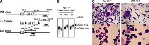 Figure 3. Generation and characterization of conditional PU.1 knock-out mice. (A) Generation of a conditional targeted allele of the murine PU.1 gene. Cre recombination sites (loxP, black arrowheads) were inserted distal to the SpeI site in intron 3 and 435 base pair (bp) distal to the end of exon 5 as indicated. Shown are the predicted structures of the wild-type allele (WT), the targeted allele with the loxP sites (loxP), and the allele after Cre-mediated recombination, in which exons 4 and 5 have been deleted (KO). The relative location of the probe used in Southern blot analysis (a 1.3-kb BamHI/EcoRI fragment) is also shown. (B) Southern blot analysis of Mx1-Cre × PU.1F/F mice 2 weeks following pI-pC injection. BM indicates bone marrow. (C) Morphology of adult bone marrow cells in PU.1F/F (left) or Mx1-Cre × PU.1F/F (right) mice 3 weeks after injection of pI-pC (May-Giemsa staining; top panels: 400×; bottom panels: 1000×).