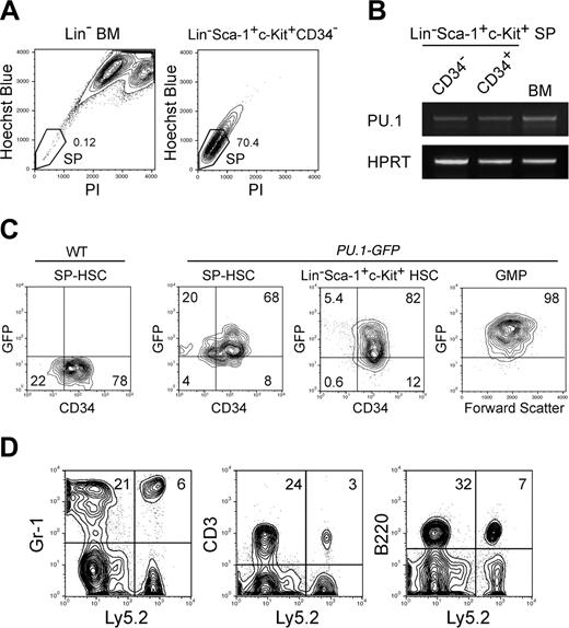 Figure 5. PU.1 is expressed in functional HSCs with long-term reconstituting potential. (A) Sorting gates for the SP fraction. The vast majority of Lin–Sca-1+c-Kit+CD34– cells possessed the SP profile. (B) RT-PCR analysis of PU.1 mRNA in CD34+ or CD34– SP HSCs. HPRT indicates hypoxanthin phosphoribosyltransferase. (C) Expression of GFP in HSCs and GMPs purified from PU.1GFP/+ mice. The vast majority of Lin–Sca-1+c-Kit+ HSCs and SP HSCs expressed PU.1-GFP irrespective of CD34 expression at the single-cell level. GMPs expressed GFP at a higher level compared with HSCs. (D) Ly5.2+ donor type Gr-1+, CD3+, and B220+ cells were successfully reconstituted in a mouse that received a transplant of a single CD34–PU.1-GFP+ HSC. Multilineage reconstitution has been maintained for more than 20 weeks.
