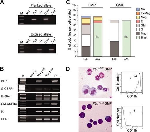 Figure 6. PU.1 disruption at the CMP or GMP stage. (A) PCR analysis of flanked PU.1 alleles in control and Cre-transduced GMPs. The flanked PU.1 allele became undetectable after the Cre transduction into PU.1F/F GMPs. M indicates the molecular weight marker. (B) RT-PCR analyses of cytokine receptors in PU.1Δ/Δ CMPs. M indicates the molecular weight marker; P, the positive control. (C) Myeloid colony assays of single sorted PU.1F/F and PU.1Δ/Δ CMPs/GMPs in the presence of SCF, GM-CSF, IL-3, Epo, and Tpo. PU.1Δ/Δ CMPs and GMPs could not form mature M, G, or GM colonies, but formed myeloblast colonies. BL indicates blast. (D) PU.1Δ/Δ GMPs formed colonies composed mainly of immature myeloid cells (May-Giemsa staining, 600×), which expressed only low levels of CD11b.
