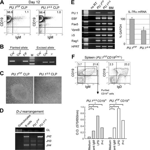 Figure 7. PU.1 disruption at the CLP stage. (A) B-cell differentiation assays of PU.1F/F and PU.1Δ/Δ CLPs in the presence of IL-7. PU.1F/F and PU.1Δ/Δ CLPs gave rise to almost equal numbers of CD19+IgM+ mature B cells after 12 days of culture on OP9 cells in the presence of IL-7. (B) PU.1Δ/Δ CLP-derived B-cell progeny completely excised floxed alleles. (C) PU.1F/F and PU.1Δ/Δ CLPs gave rise to similar sizes of B-cell colonies in response to IL-7 after 12 days in culture. (D) Both PU.1Δ/Δ and PU.1F/F CLP-derived B cells rearranged their IgH gene. (E) RT-PCR analyses of B-cell–related genes in PU.1F/F and PU.1Δ/Δ B cells (left). IL-7Rα transcripts were quantitated by a real-time PCR analysis (right). Error bars indicate SD. (F) Analysis of spleen B cells developed in PU.1F/FCD19Cre/+ mice. PU.1Δ/Δ CD19+ B cells expressed normal levels of IgM and IgD (upper panels). Purified PU.1Δ/Δ CD19+ B cells from PU.1F/FCD19Cre/+ mice displayed normal proliferative response to mitogenic agents including anti-IgM antibodies, LPS, and PMA plus ionomycin (P+I) determined by an MTT assay (bottom). *P < .05.