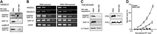 Figure 5. Expression and function of signaling adaptors. (A) NKG2D (top) and Ly49D (bottom) were immunoprecipitated from RMA and RMA-H60-exposed NK cells. Immunoprecipitates (IP) were analyzed using DAP-10 or KARAP/DAP-12 Abs. The results shown are representative of 2 independent experiments performed. (B) Total cellular mRNA was extracted from RMA and RMA-H60-exposed NK cells. The relative abundance of specific transcripts was estimated by RT-PCR analysis on serial 10-fold cDNA dilutions. The results shown are representative of 5 independent experiments performed. (C) Immunoblot analysis of total cell lysates of day-3 cocultures using the indicated Abs. The results shown are representative of 4 independent experiments performed. (D) KARAPki NK cells were cocultured with RMA (○) or RMA-H60 (•) for 3 days. The lytic activity of KARAPki NK cells toward RMA-H60 cells was compared with that of B6 NK cells cocultured with RMA (□) or RMA-H60 (▪). The graph depicts the mean (±SD) of triplicate determinations at various E/T ratios. The results shown are representative of 2 independent experiments performed.