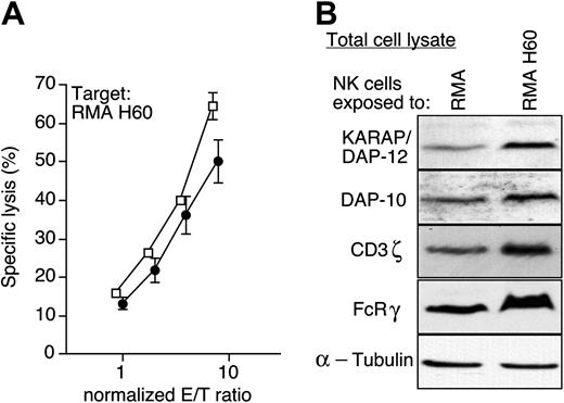 Figure 6. Restoration of NKG2D function. (A) After 3 days of coculture with RMA (□) or RMA-H60 cells (•), residual tumor cells were removed and NK cells were cultured for an additional 18 hours with IL-2. The cytolytic activity of the NK cells was determined toward RMA-H60 targets. The graph depicts the mean (±SD) of triplicate determinations at various E/T ratios. The results shown are representative of 5 independent experiments performed. (B) Immunoblots of total cell lysates from “recovered” NK cells using the indicated Abs.