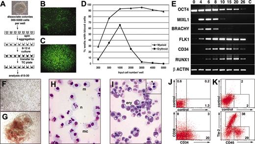 Figure 1. Differentiation of defined numbers of hESCs as spin EBs. (A) Schematic diagram of the spin EB method for hESC differentiation. (B-C) Immunofluorescence images of 3000 ENVY hESCs deposited in (B) flat- and (C) round-bottomed wells immediately after centrifugation. Aggregation of ES cells was only induced in the round-bottomed wells. Original magnification, 50×. Objective used was 5 ×/0.12 NA. (D) Percentages of wells containing myeloid or erythroid cells graphed as a function of the input number of cells in each well. Seventy-two wells were assayed at each point. (E) Sequential expression of differentiation stage–related genes in EBs harvested after the indicated number of days of differentiation. C indicates no template control. (F-K) Hematopoietic cells derived from spin EBs. (F-G) Bright-field microscopy of EBs differentiated for 11 days in suspension culture and then plated down for a further 14 days, revealing large numbers of (F) nonhemoglobinized and (G) hemoglobinized blood cells. Original magnification, 100 ×. Objective used was 10 ×/0.30 NA. (H-I) May-Grünwald-Giemsa–stained cytocentrifuge preparations after 28 days of differentiation showing neutrophils (n), macrophages (m), and mast cells (mc) in wells containing (H) myeloid cells and large numbers of maturing erythroid cells (ery) in wells containing (I) overtly hemoglobinized cells. Some cells with condensed chromatin apparently undergoing enucleation were observed (inset, arrow). Original magnification, 400 ×. Objective used was 40 ×/1.30 NA. (J,K) Flow cytometry of EBs dissociated (J) at day 11 and stained for expression of CD34 and CD38 and (K) at day 26 and stained for expression of Tie-2 and CD45. Percentages of cells within the indicated quadrants or regions are shown. All images were captured with a Zeiss Axiocam mounted on an Axiovert 200 inverted microscope using Axiovision software (Carl Zeiss, Göttingen, Germany). Image montages were created in Adobe Photoshop (Adobe Systems, San Jose, CA).