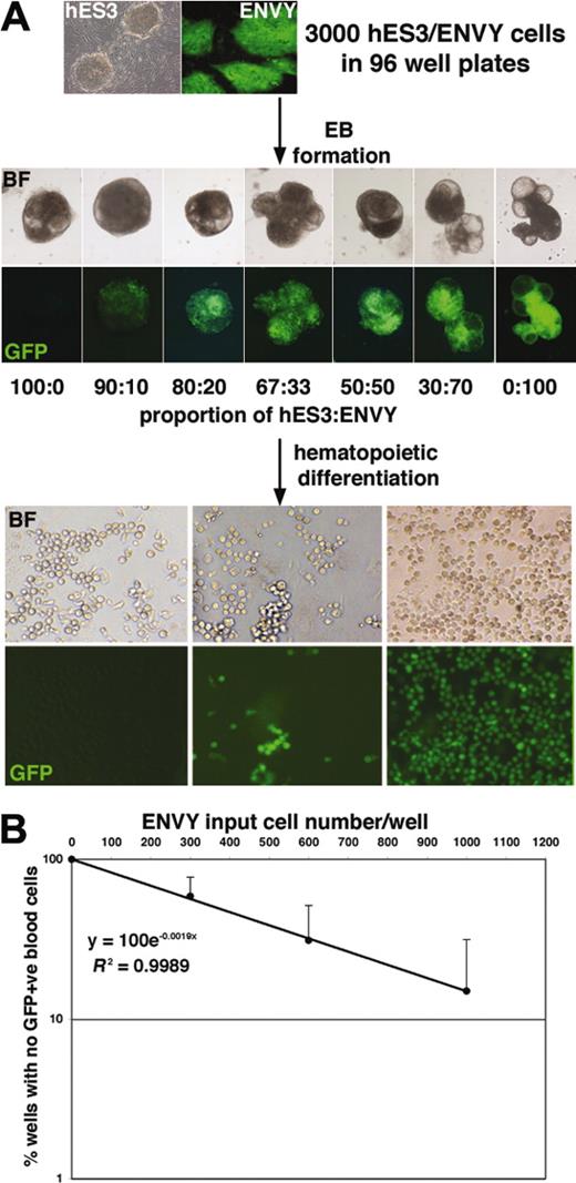 Figure 2. Formation of hES3/ENVY chimeric EBs enables the frequency of hematopoietic precursors to be estimated. (A) Bright-field (BF) and fluorescence (GFP) images of day 7 chimeric EBs formed from a total of 3000 hESCs consisting of the indicated ratios of GFP– hES3 and GFP+ ENVY cells. Original magnification, 50 ×; objective used was 5 ×/0.12 NA. Further differentiation of the EBs led to the formation of hematopoietic cells in each well, which were all GFP– (left panels) or all GFP+ (right panels) or included a mixture of GFP– and GFP+ cells (middle panels), depending on the proportion of ENVY cells contributing to the EBs. Original magnification, 100 ×; objective used was 10 ×/0.30 NA. Camera and microscope used are as in Figure 1. (B) Plotting the frequency of wells with no GFP+ cells against the ENVY input cell number/well demonstrated an excellent correlation (R2 > 0.99). Results shown are the mean of 3 experiments with error bars representing the SD. The clonogenic frequency of hematopoietic precursors (1:523) was estimated by determining the ENVY input cell number that resulted in 37% of the wells containing only GFP– blood cells.