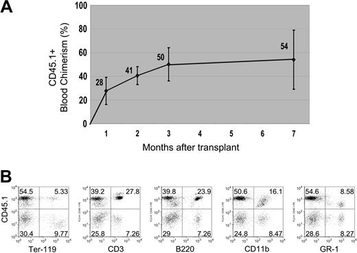 Figure 4. Multilineage blood differentiation 7 months after transplantation. (A) Peripheral blood chimerism, measured by FACS, is shown arising from 200 transplanted liver CD45+ SP tip cells (from a CD45.1 donor) over a 7-month period (n = 4 mice per group per experiment, repeated twice; error bars reflect standard deviation of the mean). (B) Representative FACS analysis of peripheral blood at 7 months shows robust engraftment of differentiated lymphoid (CD3+ or B220+), myeloid (CD11b+ or GR-1+), and erythroid (Ter-119+) hematopoietic lineages derived from the transplanted donor (CD45.1+) cells. Numbers in dot plots represent percentage of cells within each quadrant.