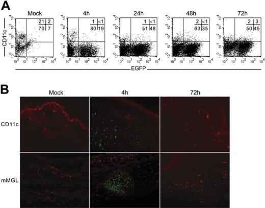 Figure 2. BCG is neither associated with DCs nor with macrophages in the dermis. (A) From 4 to 72 hours after BCG-egfp inoculation, skin explant cells were stained with CD11c and analyzed by flow cytometry. (B) Ear cryosections from BCG-egfp and mock-injected mice were immunostained with antibodies directed against CD11c and mMGL, a receptor largely distributed among dermal phagocytes. Colocalization of BCG (green) with these cell populations (red) could not be observed. After labeling with Texas red (CD11c) or Alexa 594 (mMGL), slides mounted in Fluoromount were analyzed under a Zeiss Axioskop fluorescence microscope with an Achroplan 20 ×/0.45 NA objective. Images were acquired with a Leica DC300F camera and Leica Qwin software. Images were then processed with Adobe Photoshop (Adobe Systems, San Jose, CA).