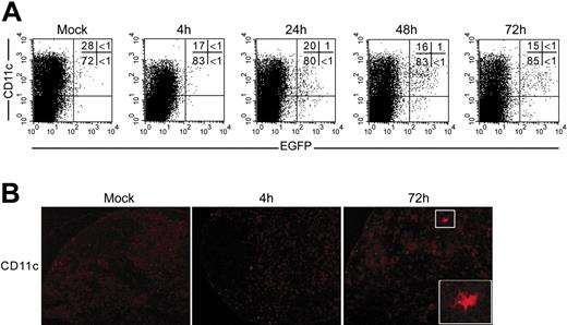 Figure 3. DCs do not carry BCG into the ADLNs after vaccination in the ear dermis. (A) Low-density cells recovered from ADLNs from 4 to 72 hours after BCG-egfp injection were stained with anti-CD11c and analyzed by flow cytometry. (B) ADLN sections from BCG or mock-injected mice were immunostained with anti-CD11c. At 72 hours after injection, colocalization of conventional DCs and BCG was observed on rare occasions (inset), but most of the bacilli remained localized under the ADLN capsule. Images were acquired as in Figure 2B, except that cells were labeled only with Texas red, and 10 ×/0.25 NA and 40 ×/0.75 NA (inset only) objectives were used.