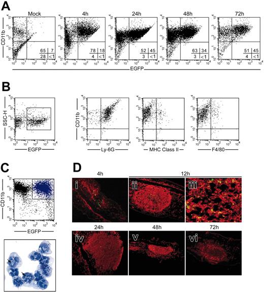 Figure 4. Neutrophils are rapidly recruited to the dermis where they phagocytose BCG and then massively crawl out from the skin. (A) Cells crawling out from ear skin explants from 4 to 72 hours after BCG-egfp vaccination were analyzed by flow cytometry after CD11b staining. (B) Twenty-four hours after vaccination, EGFP+ skin explant cells gated on a side-scatter (SSC-H), EGFP dot plot were phenotyped as CD11b+ Ly-6G+, MHCII-, and F4/80-. (C) CD11b+/EGFP+ cells were sorted by flow cytometry and observed by light microscopy after staining with May-Grünwald-Giemsa. Characteristic polylobed nuclei confirmed that main BCG host cells in skin are neutrophils. In most cases, several bacilli were detected inside each neutrophil (arrows). Cytocentrifuged cells were observed under a Zeiss Axioskop light microscope with an Achroplan 100 ×/1.25 NA oil iris objective. Images were acquired with a Leica 300F camera and processed with Leica Qwin software. (D i-ii, iv-vi) Ear skin cryosections were immunolabeled with anti-Ly-6G (red). Neutrophils that invaded the dermis from 4 to 72 hours after injection were focally organized around bacilli at the injection site. Images were acquired as in Figure 3B. (iii) At 12 hours, bacillus (green) and neutrophil (red) colocalization was observed by confocal microscopy. After labeling with Alexa 594 slides were analyzed under a Zeiss Axioskop 2FS microscope with a Plan-APOCHROMAT 63 ×/1.4 NA objective. Images were acquired and processed with Zeiss LSM 510 software.