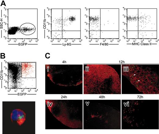Figure 5. Neutrophils massively infiltrate ADLNs early after vaccination and shelter BCG. (A) At 24 hours after vaccination with BCG-egfp, ADLN EGFP+ gated cells were phenotyped as CD11b+, Ly-6G+, F4/80-, and MHCII-, indicating they were neutrophils. (B) CD11b+ ADLN cells were magnetically enriched and EGFP+ cells were sorted by fluorescence-activated cell sorting (FACS). The majority of the CD11b+/EGFP+ cells were positive for Ly-6G (red), and microscopic analysis revealed their characteristic polylobed nucleus stained with DAPI (blue). Several bacilli (green) were often detected inside the same neutrophil. Cells adhering to slides were labeled with Alexa fluor 594 (red) and DAPI (blue) and observed under a Zeiss Axioskop fluorescence microscope with an Achroplan 100 ×/1.25 NA oil iris objective. Images were acquired with a Leica 300F camera and processed with Leica Qwin software. (C) Neutrophil recruitment to the ADLNs was analyzed at 4, 12, 24, and 72 hours after BCG-egfp injection, by immunostaining cryosections with anti-Ly-6G. From 4 to 24 hours, neutrophils (red) massively infiltrated the subcapsular space and sinuses of the ADLNs and mainly colocalized with BCG (green). Bacilli were detected inside neutrophils under the ADLN capsule as observed by confocal microscopy and indicated by arrows. At 72 hours, neutrophils disappeared from the ADLNs. (i-ii, iv-vi) Images were acquired as in Figure 3B. (iii) Image was acquired as in Figure 4Diii.