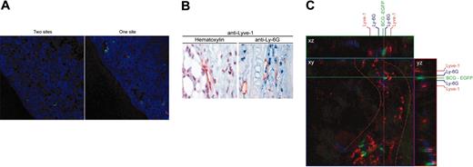 Figure 6. Infected neutrophils leave the skin via afferent lymphatics after BCG injection and shuttle fluorescent bacilli to the ADLNs. (A) A total of 106 CFUs of rBCG-dsred and rBCG-egfp fluorescent strains was injected into 2 adjacent distinct sites of the ear dorsum (left panel). Four hours later, ADLN cryosections were laser scanned under a confocal microscope to colocalize red or green bacilli with Ly-6G+ cells (blue). Neutrophils carrying either red or green bacilli or coinfected with both strains in the ADLNs were scored in 7 fields from 2 ADLN sections. Right panel is control coinjection of mixed red and green bacilli in the same site. Cryosections were labeled with Alexa fluor 633 (blue) mounted in Fluoromount. Otherwise, images were acquired as in Figure 4Diii. (B) Four hours after BCG-egfp inoculation, ear sections were immunostained with anti-Lyve-1 (brown) and neutrophils were detected either by counterstaining polylobed nuclei with hematoxylin or by anti-Ly-6G (blue). Neutrophils were detected inside the lumen of lymphatic vessels in the injection site vicinity. After antibody treatment, paraffin embedded sections were preserved in Aquamount and observed under a Nikon Microphot FXA light microscope with Plan Apo 60 ×/1.40 NA oil iris objective (left) or 40 ×/0.70 NA objective (right). Images were acquired with a Nikon DX digital camera and processed with the Nikon capture software. (C) Four hours following BCG-egfp inoculation, ear dermis was stained with anti-Lyve-1 (red) and anti-Ly-6G (blue), and a 3-dimensional “orthogonal” slice projection was analyzed by confocal microscopy. The large central panel shows a single image among 46 slices recorded at 0.23-μm intervals. To characterize cells inside lymphatic vessels (underlined by red dashes), the x-axis (green line) and y-axis (red line) were defined for sliced z-axis reconstruction. The corresponding results for the x, z slice and y, z slice are shown and the crossing point between green and red lines represents the z-stack position of the central panel image. A neutrophil carrying bacilli inside the lymphatic vessel lumen is depicted. Dermis cryosections were labeled with Alexa fluor 594 (red) and 633 (blue) mounted in Fluoromount under a Zeiss Axioskop 2FS with a Plan-APOCHROMAT 63 ×/1.4 NA objective and zoomed 2.9 ×. Images were acquired and processed with Zeiss LSM 510 software.