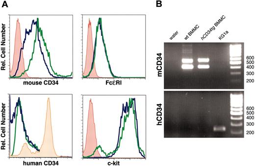 Figure 1. Mature mouse mast cells express mouse CD34 but not transgenic human CD34. (A) BMMC cultures were established from wild-type (wt) and hCD34tg bone marrow and assessed for expression of mouse and human CD34 and for c-kit and FcϵRI as markers of mast-lineage cells by flow cytometry. Blue lines indicate wild-type BMMCs; green lines, hCD34tg BMMCs; red lines, secondary antibody alone; and orange lines, human CD34 staining of KG1a cells. (B) Reverse-transcription-polymerase chain reaction (RT-PCR) analysis of BMMCs and KG1a cells for expression of mouse and human CD34 mRNA. Two bands in mouse CD34 lanes correspond to the expected size of the 2 naturally occurring splice variants of mouse CD34 detected by the murine primers.