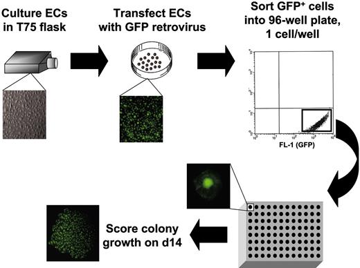 Figure 2. Method to identify the proliferative potential of individual endothelial cells (ECs). ECs derived from cord or adult blood EPCs were transduced with a retrovirus-encoding green fluorescence protein, the expressing cells were identified, and single cells were plated using a fluorescence-activated cell sorter equipped with a single-cell deposition device. The green fluorescing cells were visualized through a fluorescence microscope, and the number of cells in each well was directly counted. Microscope, objective, and camera details are as in Figure 1.