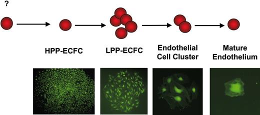 Figure 3. Endopoiesis: the process of endothelial cell development. We propose that high-proliferative potential–endothelial colony-forming cells (HPP-ECFCs) are the most proliferative EPCs and that these cells demonstrate high replating potential. HPP-ECFCs can give rise to at least secondary HPP-ECFCs and all other EPCs and mature ECs. Low-proliferative potential–endothelial colony-forming cells (LPP-ECFCs) do not replate into secondary LPP-ECFCs but do form endothelial cell clusters and mature ECs. Endothelial cluster-forming cells give rise only to mature nondividing ECs. Mature ECs do not divide. Microscope, objective, and camera details are as in Figure 1. Cells were infected with a retrovirus encoding green fluorescence protein and thus appear green in the micrographs.