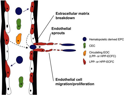 Figure 4. Model of the roles of EPCs, CECs, and EOCs in angiogenesis. Hematopoietically derived EPCs circulate and are the first cells to move into a site to facilitate the initiation and propagation of an angiogenic response. These angiogenic cells recruit LPP- or HPP-ECFCs that are residing in the endothelial intima in nearby vessels through the degraded vessel wall to form the endothelial sprouts. The roles played by the CECs and circulating EOCs are less clear, but these cells possess proliferative potential (may possess any level of progenitor activity from cluster to HPP-ECFCs, depending on the age of the host and whether the host is healthy or ill) and may well participate in neoangiogenesis.