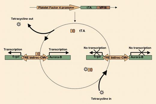 Engineering an in vivo system for conditional overexpression of genes in the megakaryocyte/platelet lineage. See the complete figure in the article beginning on page 1559.