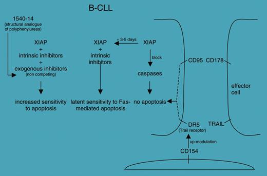 Proposed roles of the 1540-14 compound in finely tuning the increased sensitivity to apoptosis in B-CLL cells; see Kater et al.