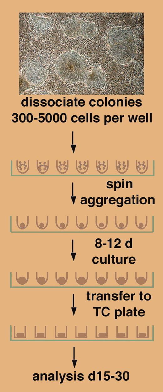 Differentiation of defined numbers of hESCs as spin EBs. See the complete figure in the article beginning on page 1601.