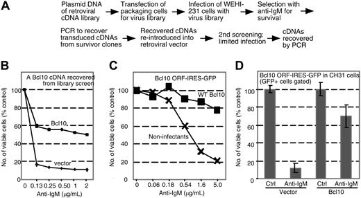Figure 1. Functional cloning of Bcl10 as a factor preventing BCR-induced apoptosis. (A) Scheme for selection of cDNAs that protect WEHI-231 lymphoma B cells against anti-IgM-induced growth arrest and apoptotic death (also see “Functional cloning of Bcl10 as an antiapoptotic factor”). (B) A Bcl10 cDNA recovered from the screen was inserted into a puromycin-resistant retrovirus. Infected WEHI-231 cultures were selected for puromycin-resistance for 5 days and then treated with anti-IgM (45 hours) to test the prosurvival activity of the cDNA. The number of viable (PI-excluding) cells was determined by flow cytometry and compared with that of the unstimulated control culture as a percentage. Squares indicate Bcl10-expressing retrovirus; diamonds, vector only. Similar results were obtained with a second Bcl10 cDNA recovered from the screen (not shown). (C) A short-term survival assay was performed on WEHI-231 cells infected with a retrovirus encoding a bicistronic message of Bcl10 open reading frame (ORF; without untranslated regions)-IRES-GFP. Infected cells were incubated for 1 day to allow Bcl10 expression and then stimulated with varying doses of anti-IgM for 45 hours. The number of viable cells was determined as in panel B. ▪ indicates GFP+ cells; ✕ , GFP- cells. The ability of the retroviral construct to express Bcl10 (HA-tagged) was verified by immunoblotting of transfected Bosc23-cell lysates (not shown). The noninfectants were GFP- cells in the infected cultures. Infection with a vector-derived virus had no effect on BCR-induced apoptosis (data not shown). (D) Bcl10 also conferred survival advantage to CH31 cells. Cells were infected by Bcl10-IRES-GFP retrovirus and examined similarly to panel C, but with or without a saturating concentration of anti-IgM (10 μg/mL) (vector control, IRES-GFP). Values shown are averages of triplicate determinations ± SD (P < .005 for the comparison of anti-IgM-treated cells with Bcl10 versus anti-IgM-treated cells without Bcl10).
