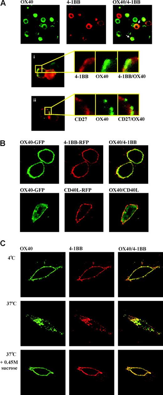 Figure 2. Confocal study of OX40 and 4-1BB on activated T cells and transfectant cells. (A) OX40 and 4-1BB colocalize on activated T cells. Mitogen-stimulated total T cells were stained for OX40 (green), 4-1BB (red), or CD27 (red) and analyzed by confocal microscopy. In the top 3 panels, stimulated PBLs were stained with OX40 and 4-1BB. In the right end panel, green and red fluorescence overlapped and cells exhibiting colocalization of OX40 and 4-1BB are indicated by arrows. In Ai-ii, cells positive for OX40 and 4-1BB staining (i) and cells positive for OX40 and CD27 (negative control) staining (ii) were analyzed at higher magnification for colocalization. (B) OX40 and 4-1BB colocalize in gene-transfected HEK293 cells. HEK293 cells were gene-transfected with OX40-GFP and 4-1BB-RFP or CD40L-RFP for 16 hours before confocal microscopy. In the right end panels, green and red fluorescence were overlapped to show colocalization of receptors. (C) OX40 and 4-1BB coendocytose following cross-linking to 4-1BB. HEK293 cells were gene-transfected with OX40-GFP and 4-1BB–RFP for 16 hours. Cells were treated for 30 minutes with anti–4-1BB Ab (1 μg/mL) at 4°C, 37°C, or at 37°C in the presence of sucrose (0.45 M), which prevented clathrin-dependent endocytosis.27 In the right end panels, green and red fluorescences were overlapped to emphasize the coendocytosis of receptors.
