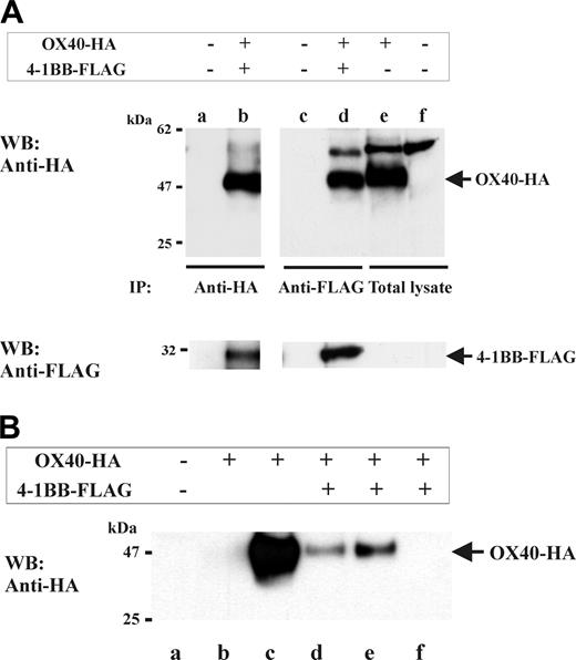 Figure 3. Heterocomplex formation between OX40 and 4-1BB in gene-transfectant cells and T-cell blasts. (A) OX40 and 4-1BB coimmunoprecipitate from cell extracts derived from HEK293 transfectants. HEK293 cells were transfected with OX40-HA (full-length HA-tagged OX40) and 4-1BB-FLAG (full-length FLAG-tagged 4-1BB) as indicated on the top of the figure. One percent NP-40 cell extracts were immunoprecipitated with anti-FLAG (for 4-1BB immunoprecipitation) or anti-HA (for OX40 immunoprecipitation), then analyzed by HA-specific or FLAG-specific Western blotting as indicated. Lanes e-f show total cell lysates of OX40-HA–transfected HEK293 or nontransfected HEK293. Positions of OX40-HA and 4-1BB–FLAG are indicated by arrows on the right. (B) OX40 and 4-1BB coprecipitate by OX40L-GST or 4-1BB–GST from cell extracts of gene-transfectant cells. HEK293 cells were transfected with OX40-HA and 4-1BB–FLAG as indicated on the top of the figure. One percent NP-40 cell extracts were subjected to OX40-GST–or 4-1BB-GST–specific precipitation then analyzed by HA-specific Western blotting (WB). Lane a, precipitated by GST beads; lane b, precipitated by 4-1BBL–GST; lane c, precipitated by OX40L-GST; lane d, precipitated by 4-1BBL–GST; lane e, precipitated by OX40L-GST; and lane f, precipitated by GST. Position of OX40-HA is indicated by the arrow on the right.