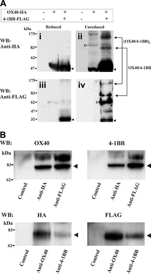 Figure 4. Detection of OX40 and 4-1BB heterodimer by SDS-PAGE under a nonreduced condition. (A) HEK293 cells were transfected with OX40-HA and 4-1BB–FLAG as indicated on the top of figure. One percent NP-40 cell extracts were characterized by HA- or FLAG-specific Western blotting under reduced or nonreduced conditions. In subpanels i-ii, monomer of OX40 (∼48 kDa) is indicated by filled arrows. In subpanels ii and iv, presumed dimer of OX40 (∼96 kDa) and dimer of 4-1BB (∼60 kDa) are indicated by open arrows. Blots for presumed heterodimer (∼78 kDa) and the dimer of heterodimer (∼160 kDa) were observed in both HA-specific and FLAG-specific Western blots and indicated at right side in subpanels ii and iv. (B) The OX40-HA and 4-1BB–FLAG double-transfectant HEK cell extracts were immunoprecipitated with Abs specific for HA, FLAG, OX40, 4-1BB, or isotype control (indicated below panels). Immunoprecipitates were characterized by OX40, 4-1BB, HA-tag–or FLAG-tag–specific Western blotting under nonreduced conditions. Blots for presumed heterodimer (∼78 kDa) were observed in both OX40-HA–specific and 4-1BB-FLAG–specific Western blotting and indicated at the right side of each panel.