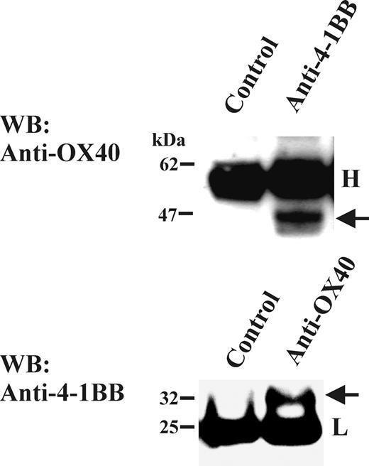 Figure 5. Presence of OX40/4-1BB complex in cell lysate of PBL T-cell blasts. Total T cells were stimulated with anti-CD3 Ab (OKT3; 1 μg/mL) and anti-CD28 Ab (1 μg/mL) for 3 days. One percent NP-40 cell extracts were immunoprecipitated with anti-OX40 Ab or anti-4-1BB Ab, then analyzed by OX40-specific or 4-1BB-specific Western blotting in a reduced condition. Immunoprecipitation Abs or control Ab is indicated on the top of each panel. H indicates the position of immunoglobulin heavy chain; L, position of immunoglobulin light chain. The arrow in the top panel indicates the position of OX40 and the arrow in the bottom panel indicates the position of 4-1BB.