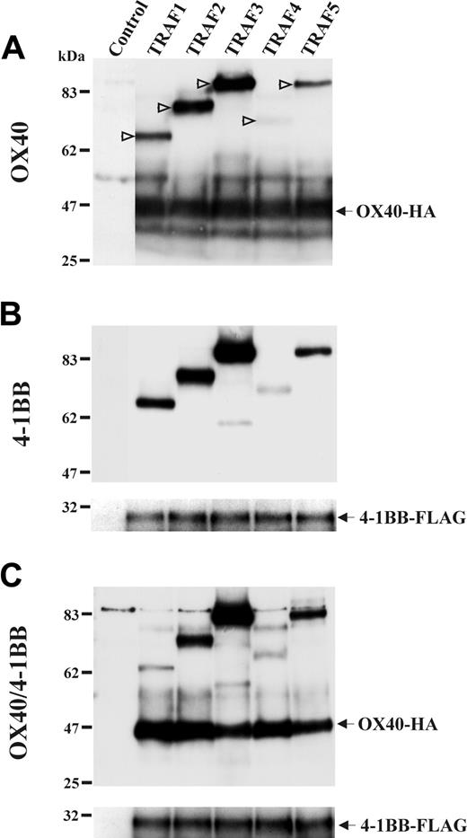 Figure 6. The association of OX40/4-1BB heterodimer with TRAF proteins. HEK293 cells were transfected with HA-tagged TRAF1, 2, 3, 4, or 5 for 16 hours as indicated in the top of each panel. Cells were concomitantly transfected with OX40-HA and 4-1BB–FLAG or both as indicated on the left of each panel. One percent NP-40 cell extracts were immunoprecipitated with anti-OX40 Ab in panel A and immunoprecipitated with anti–4-1BB Ab in panels B-C. Immunoprecipitates were analyzed in a reduced condition by SDS-PAGE and Western blotting specific for HA or FLAG. In panel A, positions of TRAF proteins are indicated by open arrows.