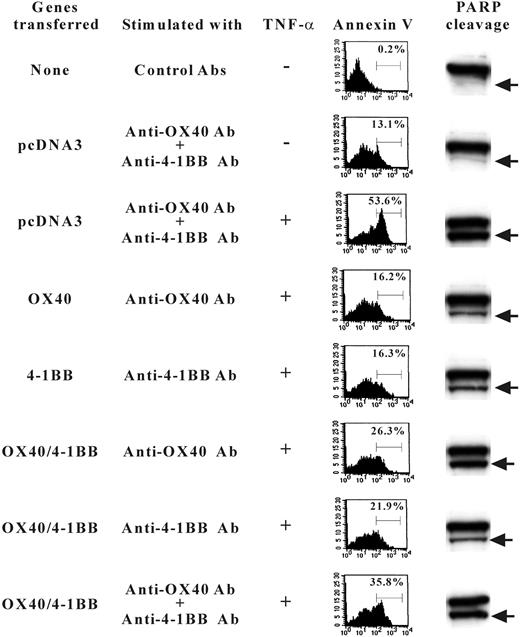 Figure 8. TNF-α–induced apoptosis of 4-1BB/OX40-transfected cells. HEK293 cells were transfected with OX40-HA or 4-1BB–FLAG or both or control pcDNA3 as indicated on the left. Sixteen hours later cells were stimulated with TNF-α in the presence and absence of Abs against OX40 or 4-1BB. Fifteen hours later, cells were stained with FITC–annexin V to determine the proportion of cells undergoing apoptosis (indicated as percent in the panels of flow cytometry results). Alternatively, cell extracts were analyzed by SDS-PAGE for PARP-specific Western blotting that detects native PARP (115 kDa, shown as the top bands in panels on right) and bottom bands (89 kDa) indicated by arrows resulting from the caspase cleavages.