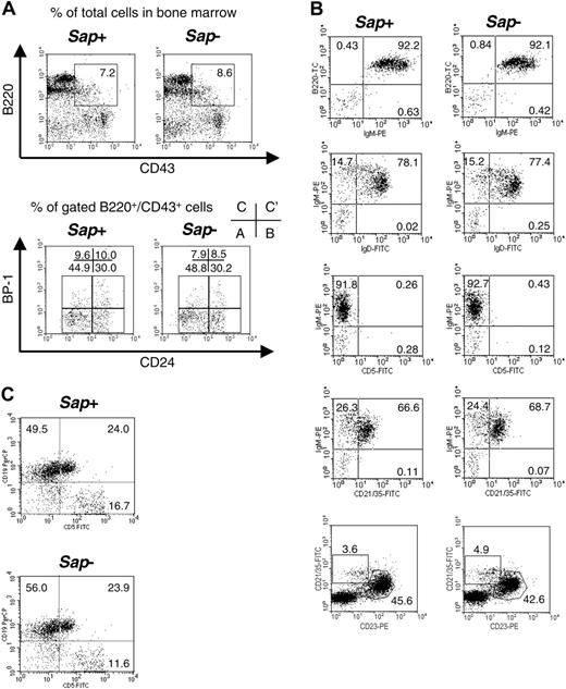 Figure 1. B-cell subpopulations in the bone marrow, spleen, and peritoneal cavity. (A) Bone marrow. Percentages of gated cells or percentages of each fraction by Hardy classification35 (A, B, C, and C') are indicated. Spleen (B) and peritoneal cavity (C). Percentages of different B-cell subpopulations are indicated in the quadrants.