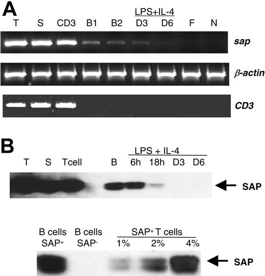 Figure 2. Expression of SAP in B cells. (A) Expression of the Sap transcript. RT-PCR products with primers 91U and 457L23 from 1μg total RNA extracted from the following cells: thymocytes (T), splenocytes (S), sorted CD3+ cells (CD3), sorted CD19+ cells (B1), negatively selected B cells, unstimulated (B2), and stimulated by LPS+IL-4 for 3 days (D3) and 6 days (D6), respectively. Mouse fibroblast cell line NIH 3T12 (F) and mouse neuroblastoma cell line Neuro 2A (N) were used as negative controls for Sap expression. The transcript of the mouse β-actin gene was used as the amplification control, and the transcript of mouse CD3 as the purity control of the enriched B cells. (B) Expression of the SAP protein. Top panel: SAP protein detected from thymocytes (T), splenocytes (S), T cells selected by Dynal beads (T cell), negatively selected B cells, unstimulated (B), and stimulated with LPS+IL-4 for 6 hours (6 h), 18 hours (18 h), 3 days (D3), and 6 days (D6), respectively; bottom panel: SAP protein detected from negatively selected wild-type B cells (B cells SAP+) and from negatively selected Sap-deficient B cells (B cells SAP-) mixed with wild-type T cells mimicking various percentages of T-cell contamination. The same amount of cell extract (0.5 mg protein) was immunoprecipited by anti-SAP antibody and the Western blot was hybridized with the same anti-SAP antibody.
