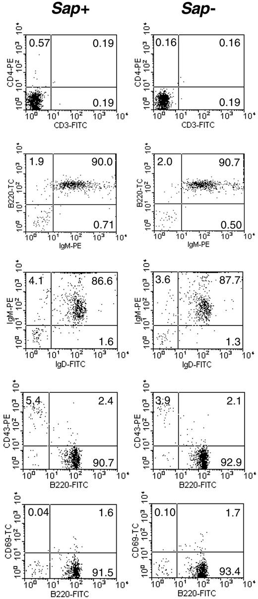 Figure 3. Purity of the isolated small resting B-cell preparations. Left column: wild-type B cells (Sap+); right column: Sap-deficient B cells (Sap-). Percentage of cells positive for selected surface markers is indicated in each quadrant.
