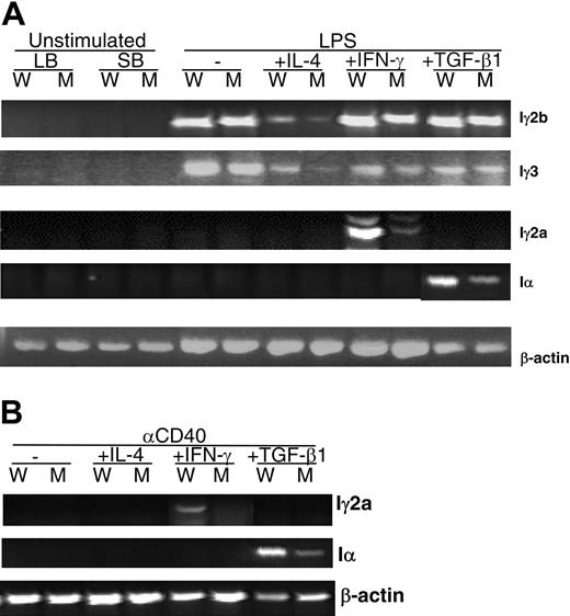 Figure 6. Circular transcripts generated by activated B cells. (A) Circular transcripts detected after LPS plus cytokine stimulation. Iγ2b and Iγ3 were analyzed after a 36-hour stimulation; Iγ2a and Iα after 3 days. (B) Iγ2a and Iα production after 3 days of stimulation with anti-CD40 plus cytokine. RT-PCR products were amplified from 1μg total RNA extracted from stimulated cells. The same patterns were observed in at least 3 independent experiments. LB, large activated B cells isolated by centrifugation on the Percoll gradient; SB, small resting B cells purified by Percoll gradient; the remaining samples were from small resting B cells stimulated in vitro. W, wild-type B cells; M, Sap-deficient B cells. The transcript of the mouse β-actin gene was used as the amplification control.