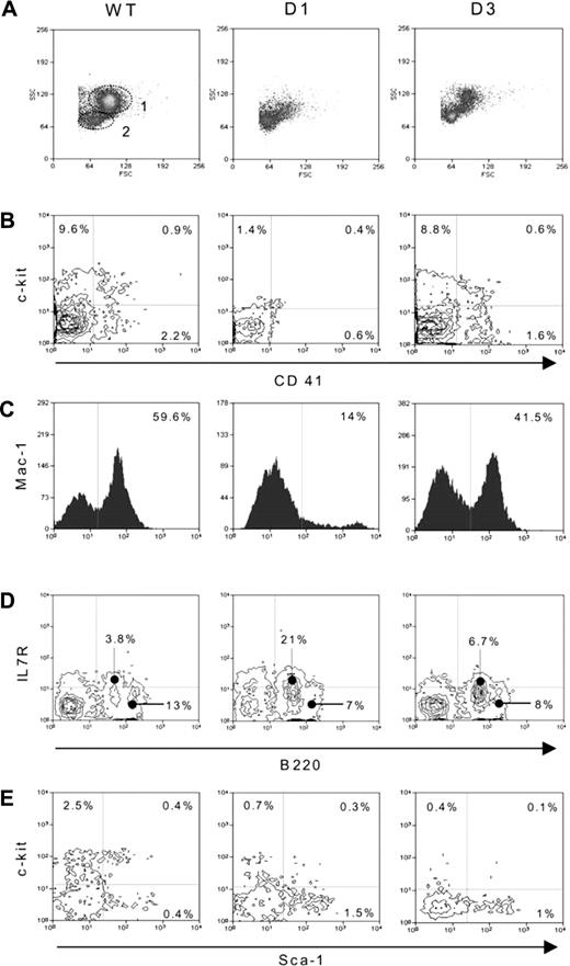 Figure 3. Morphologic and phenotypical analyses of wt and transgenic BM cells. (A) Cell morphology plots obtained using the forward versus the side scatter signals. Gate 1 corresponds to myeloid cells. Gate 2 contains lymphoid and lymphoblastlike populations. (B) Analysis of megakaryocytic lineage cells by double staining with antibodies against CD41 (FITC) and c-Kit (APC). The figure clearly shows the high decrease of CD41-expressing cells 1 day after GCV withdrawal and their regeneration 3 days after the cessation of treatment. (C) Macromonocytic cells labeled using an anti-Mac-1 (FITC) antibody. (D) Analysis of B-lymphoid lineage on the lymphoblast-like population (gate 2) using antibodies directed against Sca-1, IL-7Rα, and B220. Plots represent the anti-IL-7Rα (APC) and -B220 (FITC) double staining on the Sca-1-/lo (PE) population. (E) Analysis of stem and progenitor cells after lineage-positive cell depletion and double staining with anti-Sca-1 (FITC) and anti-c-Kit (APC) antibodies. (B-E) Numbers in graphs indicate the percentage of cells positive for the given marker.