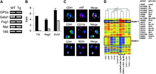 Figure 5. Molecular and cellular characterization of the CD41+c-Kit- sorted cells. (A) Expression levels for 4 megakaryocytic genes (GP3a, Gata1, Fog1, Mpl)inwtand transgenic (Tg) CD41+c-Kit--sorted cells were evaluated by real time RT-PCR. The expression level for each gene was normalized with 18S rRNA, and the fold-change ratio was determined by comparing the expression in reconstituted cells to the basal levels found in wt cells. Ethidium bromide-stained gels are shown. (B) CD41+c-Kit- population was purified from wt transgenic mice at D3 and from 5-FU-injected mice that were allowed to recover for 10 days (5FU). Expression levels for 3 lymphoid genes (TdT, Rag2, Ezh2) were compared by real-time RT-PCR. ▪ indicates Tg; ▦, 5FU. Error bars indicate SD. (C) CD41+c-Kit- was allowed to attach to slides coated with polylysine, fixed, permeabilized, and incubated with antibodies against VWF revealed by Cy3-labeled donkey anti-rabbit IgG, anti-CD11b, and anti-B220 revealed by Cy3-streptavidin. Representative fields were digitized using a fluorescence microscope at 63 × magnification. (D) Expression levels of the 230 transcripts found differentially expressed in transgenic compared with wt CD41+c-Kit- (the complete gene list is available in Table S2). These genes were selected using an ANOVA parametric test (Welch t test; P < .05) with Benjamini and Hochberg multiple testing correction. Two clusters were identified as exhibiting similar expression levels in the transgenic populations. Cluster 1 is composed mainly of genes known to be expressed in lymphoid populations. Cluster 2 shows genes that relate the transgenic populations to wt CLP and pro-B populations.