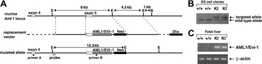 Figure 1. Gene targeting strategy to introduce AML1/EVI1 chimeric gene into the murine AML1 locus. (A) Schematic presentation of partial murine Aml1 genomic locus (top line), replacement vector containing a partial human AML1/EVI1 cDNA, a neomycin resistance cassette (Neo) for positive selection and a diphtheria toxin-A cassette (Dta) for negative selection (middle line), and the targeted allele (bottom line). (B) Southern analysis of wild-type (+/+) and AML1/EVI1 knock-in (KI) ES cell clones. For detecting homologous recombination, the murine Aml1-specific probe indicated in the lower line of panel A was used. (C) RT-PCR analysis on E12.5 fetal liver cells from wild-type (+/+) and KI embryos. AML1/EVI1 mRNA was amplified using primers A and B indicated in the lower line of panel A. Amplification was also performed for β-actin mRNA as a control for the presence of amplifiable RNA.