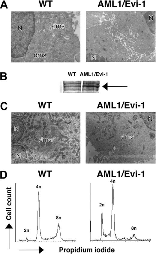 Figure 3. Morphology and DNA content of megakaryocytic cells overexpressing AML/EVI1. (A) Electron micrographs of megakaryocytes in E13.5 fetal liver. N indicates nucleus; dms, demarcation membrane (OM, × 3000). (B) Expression of AML1/EVI1 chimeric protein in transfected K562 cells. An arrow indicates overexpressed AML1/EVI1 proteins. (C) Electron micrographs of mock or AML1/EVI1-overexpressing K562 cells after staurosporine treatment for 48 hours. N indicates nucleus; dms, demarcation membrane (OM, × 3000). (D) DNA content of mock or AML1/EVI1-overexpressing K562 cells after staurosporine treatment for 48 hours.