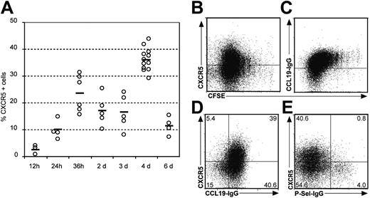 Figure 1. Expression of CXCR5, CCR7, and P-Sel-Lig on adoptively transferred DO11.10 T cells. After transferring CFSE-labeled lymphocytes from DO11.10 mice into Balb/c mice recipients were immunized with OVA plus CT. Cells from the dLNs were isolated at the time points indicated. (A) The percentage of KJ1-26+ cells expressing CXCR5 is shown for individual mice (○); bars represent mean values (data shown derive from 4 independent experiments). The expression of CXCR5 (B) and CCR7 (C) on KJ1-26+ T cells 4 days after antigen application is shown in relation to CSFE dilution, which indicates cell proliferation. (C) Expression of CXCR5 and CCR7 (D) and CXCR5 and P-Sel-Lig (E) on KJ1-26+ cells 4 days after immunization. Similar data were obtained in 3 to 6 additional experiments.