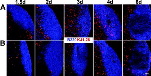 Figure 2. CXCR5-/- T cells fail to migrate to B-cell follicles. Immunohistology of cryostat sections from dLNs of mice (F1; Balb/c × 129SV) immunized with OVA plus CT that had received lymphocytes from CXCR5+/+DO11.10 (mixed Balb/c × 129SV background; A) or CXCR5-/-DO11.10 (mixed Balb/c × 129SV background; B) mice. At the time points indicated animals were killed and LN sections were stained with KJ1-26 (red) and anti-B220 (blue) to identify transferred cells and the B-cell follicle, respectively. A representative set of data from 2 to 4 independent experiments using 2 mice at each time point is shown.