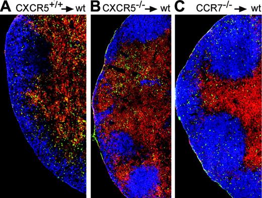 Figure 4. Balanced expression of CXCR5 and CCR7 determines positioning of T cells to the T-cell area or B-cell follicles. Immunohistology of cryostat sections from dLNs of mice immunized 4 days earlier with OVA plus CT that had also received lymphocytes from CXCR5+/+DO11.10 (A), CXCR5-/-DO11.10 (B), or CCR7-/-DO11.10 (C) mice. LN sections were stained with KJ1-26 (green), anti-B220 (blue), and anti-CD3 (red). Data are representative for 3 mice analyzed per group. Further details are given under “Expression of CXCR5 and positioning in situ.”