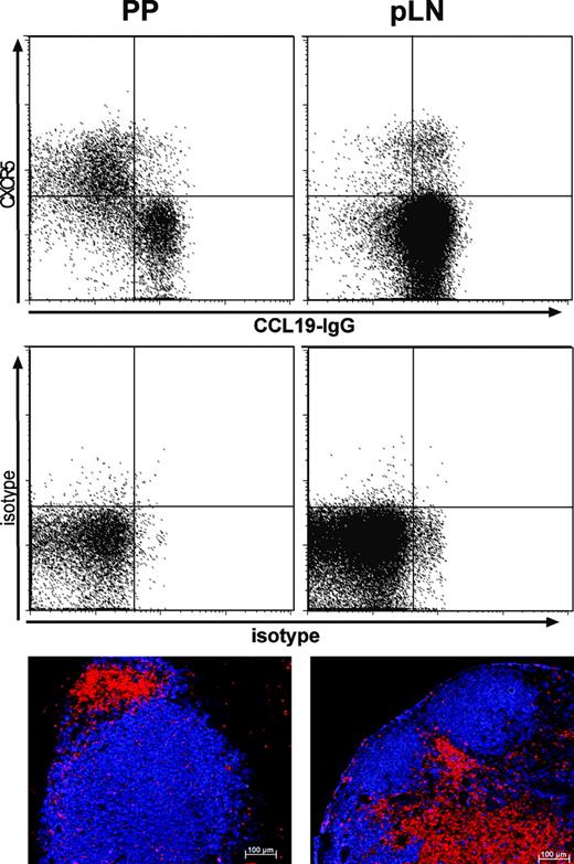 Figure 5. Expression of CXCR5 and CCR7 and positioning of T cells to B-cell follicles in LNs and PPs. Peripheral LNs (right column) and PPs (left column) from C57BL6 mice were stained with anti-CD4-PerCP, anti-CXCR5 followed by mouse anti-rat-Cy5 and a CCL19-IgG fusion protein detected with goat anti-human-IgG-PE to reveal CCR7 expression (upper panel). The expression of CXCR5 and CCR7 is shown for CD4+ cells. The central panel shows corresponding isotype controls (1H4; and a nonbinding CCL25-IgG fusion). Immunohistology of cryostat sections from pLNs and PPs using anti-B220 (blue) and anti-CD3 (red). Data are representative for 6 mice. Comparable results were obtained analyzing 4 Balb/c mice.