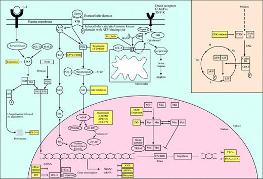 Figure 1. Inhibition of molecular targets for the treatment of non-Hogkin lymphomas. Activation of oncogenes is a critical event in the development of non-Hodgkin lymphomas. Oncogenic proteins are key effectors in signaling pathways that regulate cell proliferation, cell cycle progression, and apoptosis. Their inhibition via specific small molecules and pharmacologic agents offers a novel approach in the targeted treatment of non-Hodgkin lymphomas. While several have already entered clinical trials with promising preliminary results, other agents are still awaiting preclinical validation. LMW indicates low molecular weight; CAK, CDK-activating kinase.