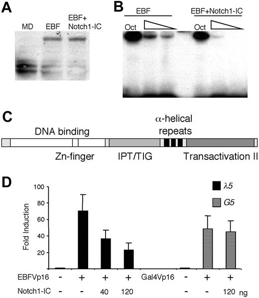 Figure 4. Ectopic expression of Notch1-IC impairs the DNA-binding ability of EBF. (A) EBF protein levels displayed on a Western blot obtained with an anti-c-myc antibody and 10 μL of the nuclear extracts also used for the EMSA (B) or nuclear extract from HeLa cells transfected with empty vector (MD). (B) An EMSA analysis where an end-labeled Cd79a promoter EBF-binding site was incubated with 6, 4, or 2 μL nuclear extract from HeLa cells transfected either solely with EBF or with EBF and Notch1-IC-encoding plasmids collectively. For nuclear extract quality control, 1 μL of the respective nuclear extract was incubated with an Oct1 protein-binding probe. (C) A schematic drawing of the EBF protein28,29 with the DNA-binding domain indicated in white, an IPT/TIG (immunoglobulin-like, plexins, transcription factors/transcription factor immunoglobulin domain) domain by stripes, the dimerization domain by black, and the major transactivation domain substituted with that of the Vp16 protein by dots. (D) Diagrams display the relative luciferase activity of the λ5 reporter or a Gal-4 (G5) responsive reporter plasmid after transfection into HeLa cells in the presence or absence of EBFVp16 or Gal-4Vp16 protein and Notch1-IC-expressing plasmids. The data are based on a single representative of 3 experiments including 3 transfections normalized to the internal control pRL-0. The reporter activities obtained with empty expression plasmid were set to 1 and error bars indicate SD.