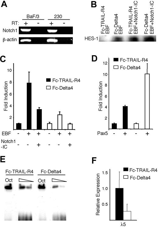 Figure 5. Notch signaling induced by immobilized Delta4 ligand modulates EBF function. (A) RT-PCR analysis, visualized on an ethidium bromide-stained agarose gel, displaying the expression of Notch1 in the Baf/3 progenitor cell line and the 230-238 pre-B cell line. (B) Display of a Western blot analysis of HES-1 expression in BaF/3 cells after 36 hours of incubation on either the Fc-TRAIL-R4 or the Fc-Delta4 fusion protein, and after transfection of the cells with Notch1-IC as indicated. (C-D) Diagrams show the resulting relative luciferase activity obtained after DEAE-dextran-mediated transient transfections of 0.5 μg λ5 or CD19 promoter reporter constructs, 3.5 μg EBF, and 1.5 μg Notch1-IC, or 3.5 μg Pax-5 expression plasmids as indicated, into Baf/3 pro-B cells that then were incubated on plates coated with either the control protein Fc-TRAIL-R4 (▪) or Fc-Delta4 (□). The data are based on 3 transfections from a single representative of 3 experiments normalized to the internal control CMV Renilla. The reporter activities obtained with empty expression plasmid were set to 1 and error bars indicate SD. (E) Display of an EMSA where the DNA binding of ectopically expressed EBF to the Cd79a promoter EBF sites were assayed following incubation of the stably transduced cells on the control Fc-TRAIL-R4 or the Fc-Delta4 protein for 40 hours. (F) Diagrams show the expression of the endogenous λ5 gene in the cells stimulated in panel E. The data represent an average of 6 PCRs from 2 stimulation experiments and the error bars indicate the SD.