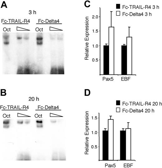 Figure 7. Notch signaling reduces the DNA-binding activity of EBF in primary CD19+ bone marrow cells. (A-B) The resulting autoradiogram of an EMSA experiment where either Oct1 protein-binding site or Cd79a promoter EBF-binding site was incubated with nuclear extracts from CD19+ bone marrow cultured on either Fc-TRAIL-R4- or Fc-Delta4-coated plates for 3 or 20 hours as indicated. (C-D) Diagrams display Q-PCR analysis from the CD19+ cells used in the EMSA. The relative mRNA expression levels of EBF and Pax-5 are shown. The data are based on 6 PCR experiments and 2 separate stimulations. Error bars indicate SD.