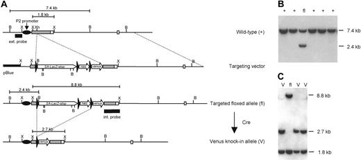 Figure 1. Generation of VenusYFP (Venus) knock-in ES cells. (A) Targeting strategy used to insert the Venus gene reporter under P2 proximal promoter of Runx1 locus. Exons are presented as boxes; P2-5′UTR is gray, coding regions are light. Black triangles are loxP sites; the 5′ external and internal genomic probes used for screening are indicated, as are the P2 proximal promoter of Runx1. SA-LacZ-stop, mouse Engrailed2 splice acceptor—LacZ—transcription stop cassette; neo, HSV-TK–neoR–polyA cassette; pBlue, pBluescript II SK+; B, BamHI; X, XbaI; Xh, XhoI. (B) Southern blot analysis of the targeted allele. ES genomic DNA was digested by BamHI, blotted, and hybridized with the 5′-external genomic probe. The properly targeted allele generates a 2.4-kb DNA band. (C) Southern hybridization analysis of Runx1fl/+ ES cells subjected to Cre recombinase–dependent excision of the floxed (loxP flanked) cassettes. Internal genomic probe hybridizes with 1.8-kb, 2.4-kb, and 8.8-kb XbaI genomic fragments derived from wild-type (+), Venus (V) knock-in, and floxed (fl) Runx1 alleles, respectively.